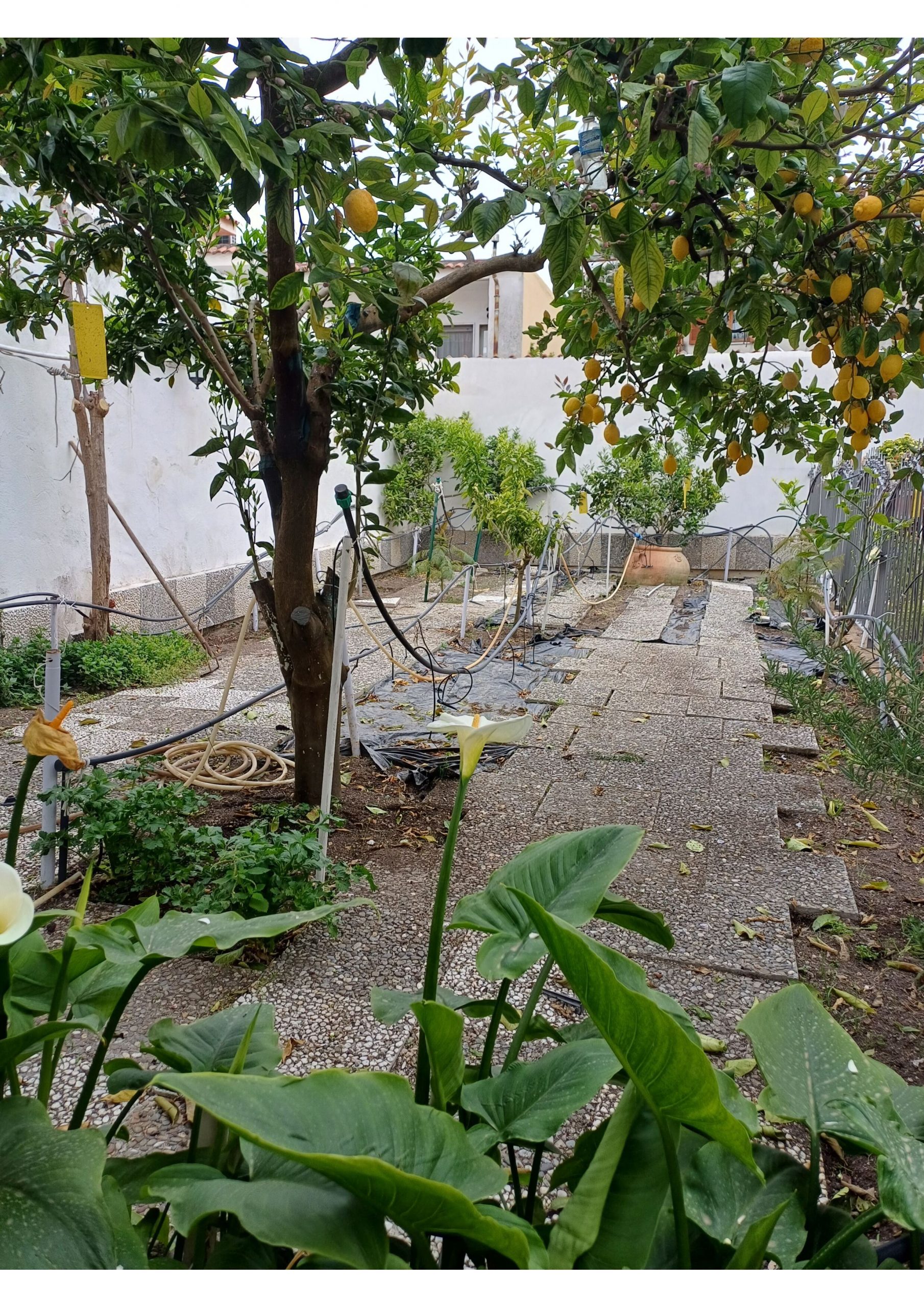 Boscoreale Centro: Villa Indipendente con Giardino, Fotovoltaico e Ampi Terrazzi