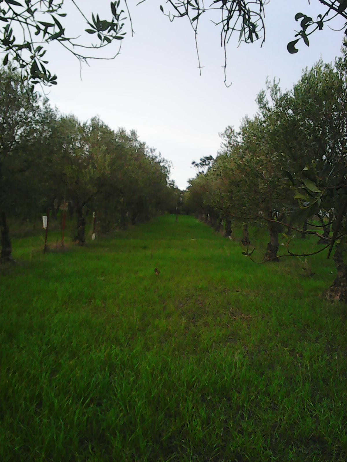 terreno agricolo