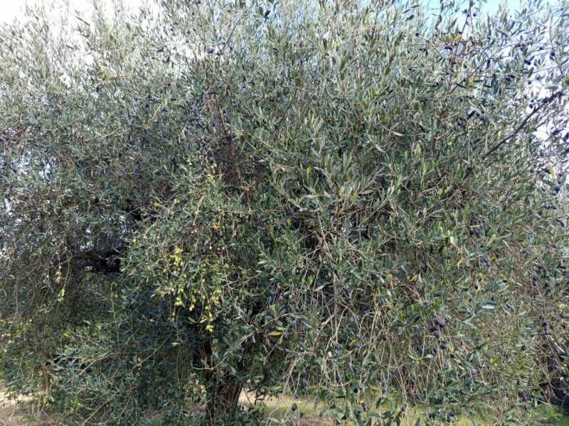 Rustico in vendita di 4600 mq a Mentana Image 9