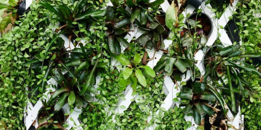 Giardino verticale in casa: cos’è e come realizzarlo